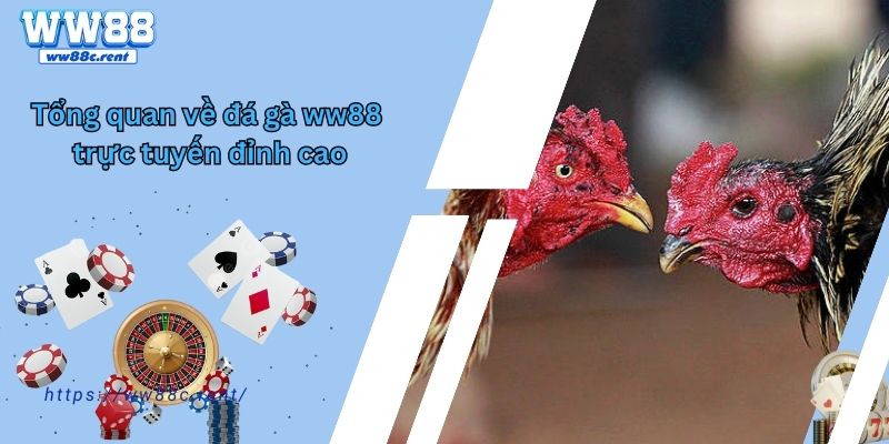 Tổng quan về đá gà ww88 trực tuyến đỉnh cao 