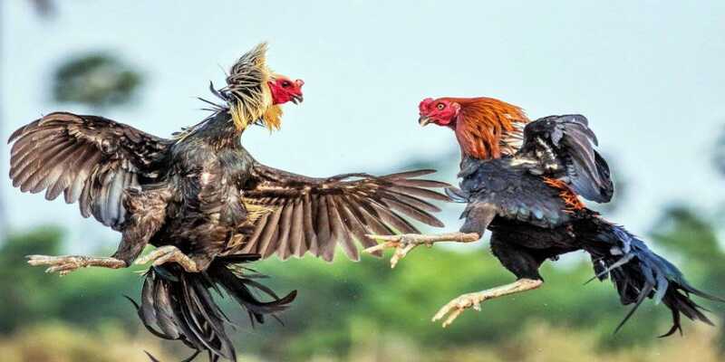 Đá gà Mỹ - Hình thức phổ biến