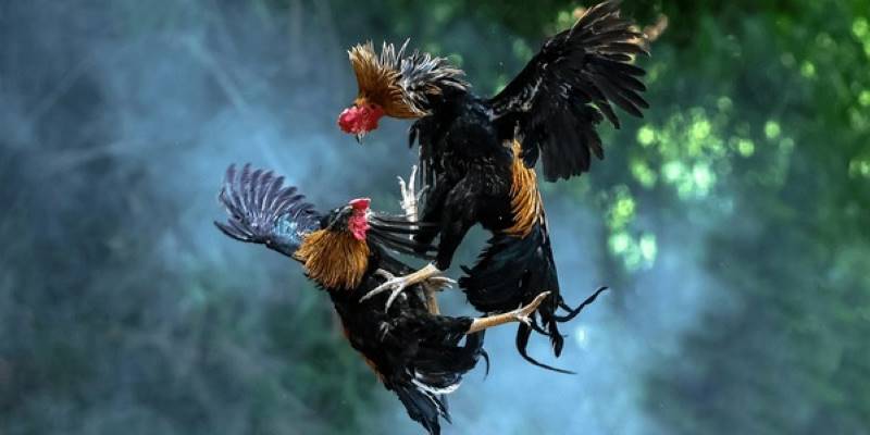 Đá gà cựa sắt - Cuộc chiến giữa các chiến kê oai hùng