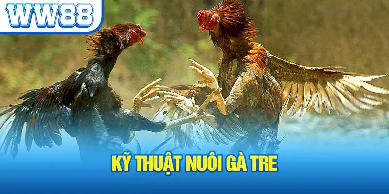 ky-thuat-nuoi-ga-tre_4_11zon
